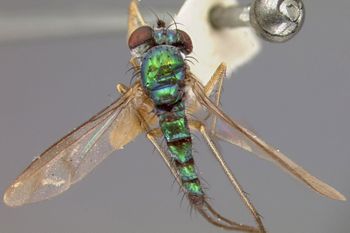 Media type: image;   Entomology 15990 Aspect: habitus dorsal view